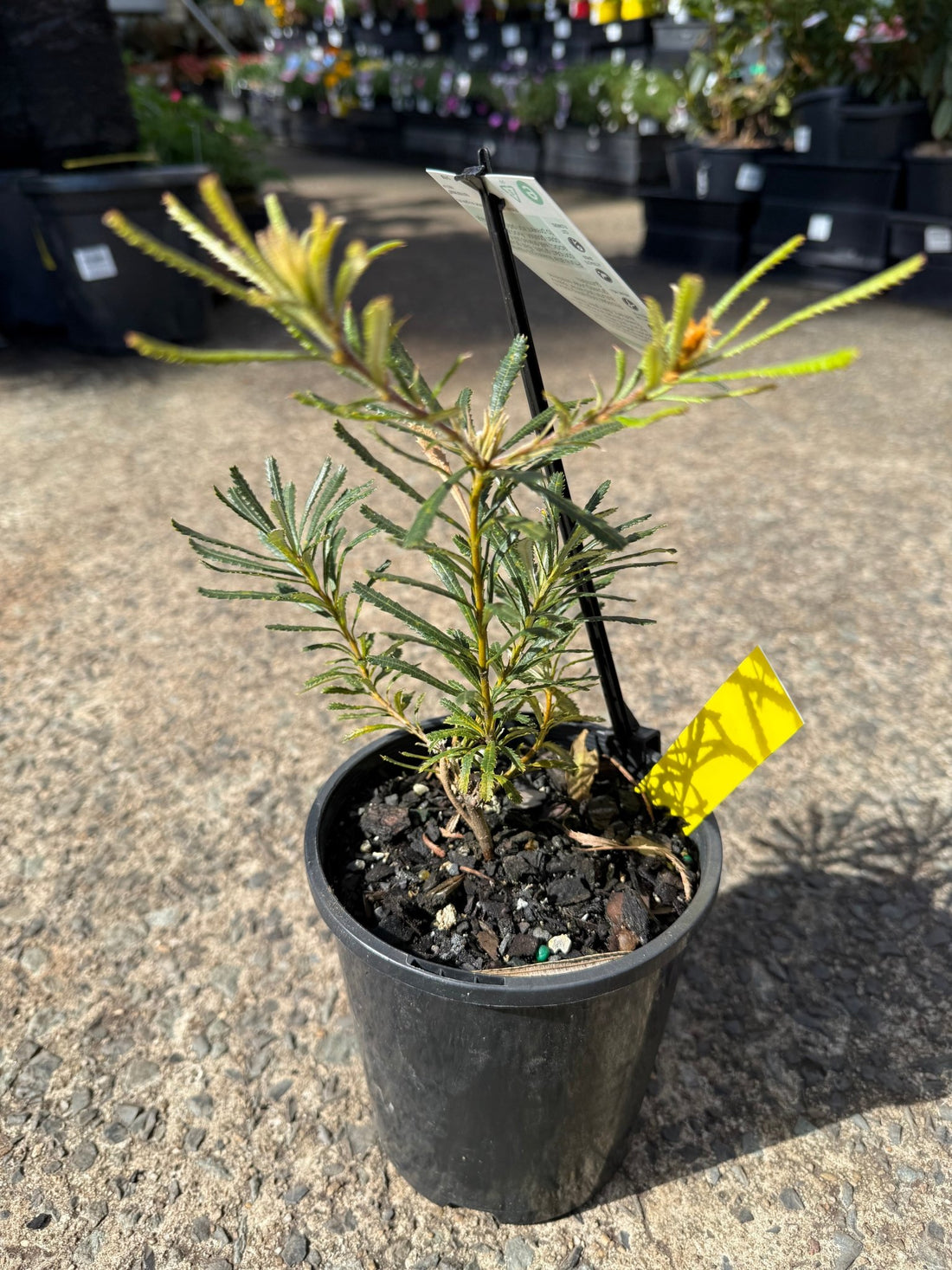 Dwarf Banksia 'Honey Pots' - Ladybird Nursery