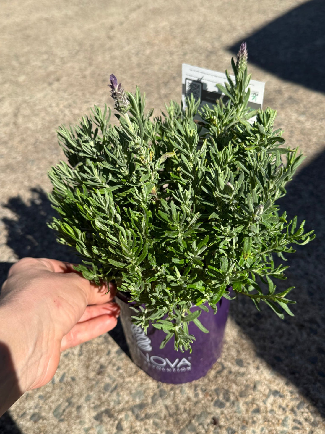 Lavender 'The Prince' - Ladybird Nursery
