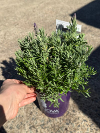 Lavender 'The Prince' - Ladybird Nursery