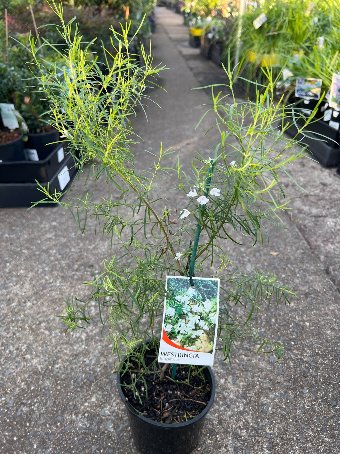 Coastal Rosemary 'Snow Flurry' (Westringia longifolia) - Ladybird Nursery