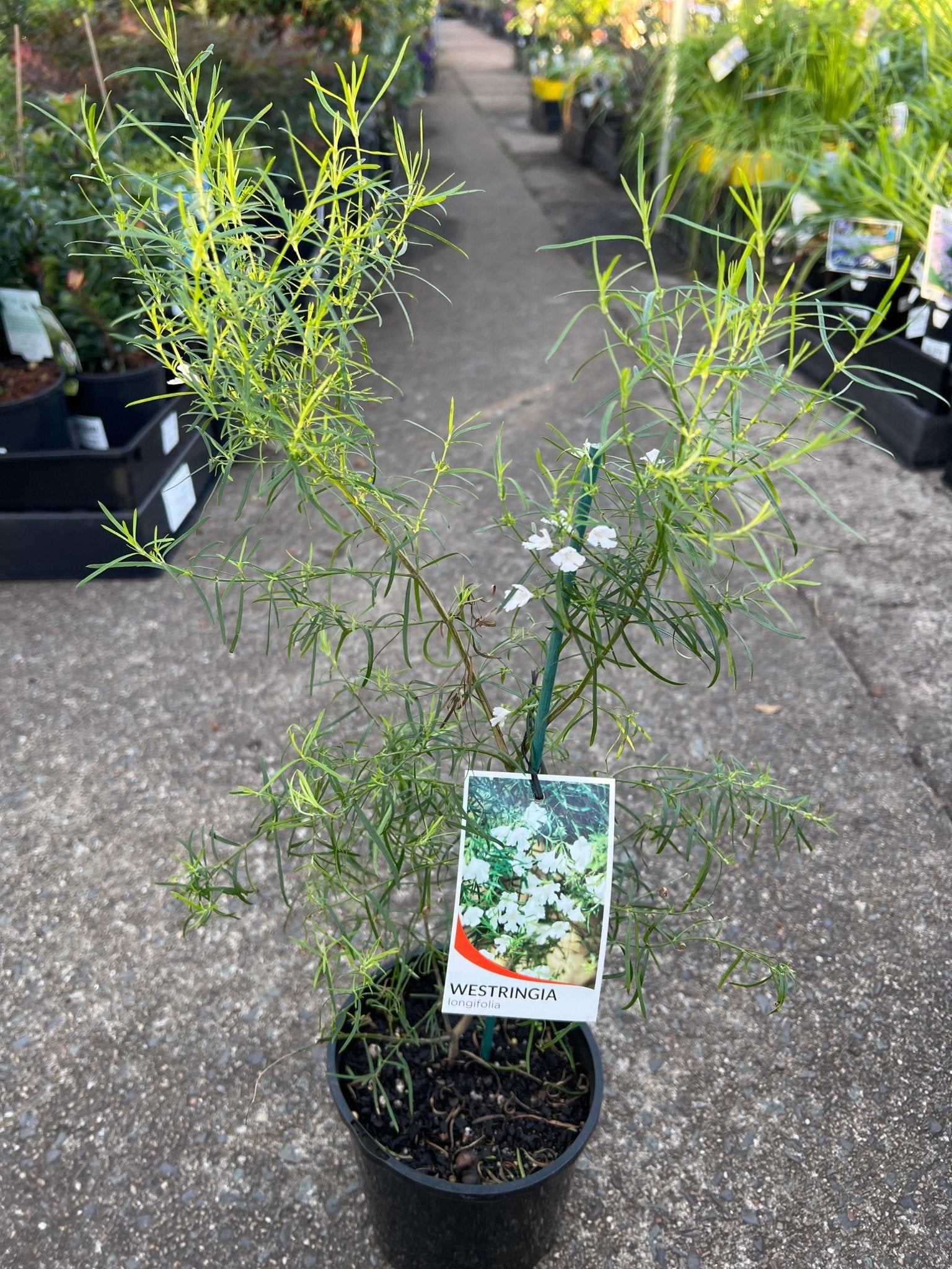 Coastal Rosemary 'Snow Flurry' (Westringia longifolia) - Ladybird Nursery