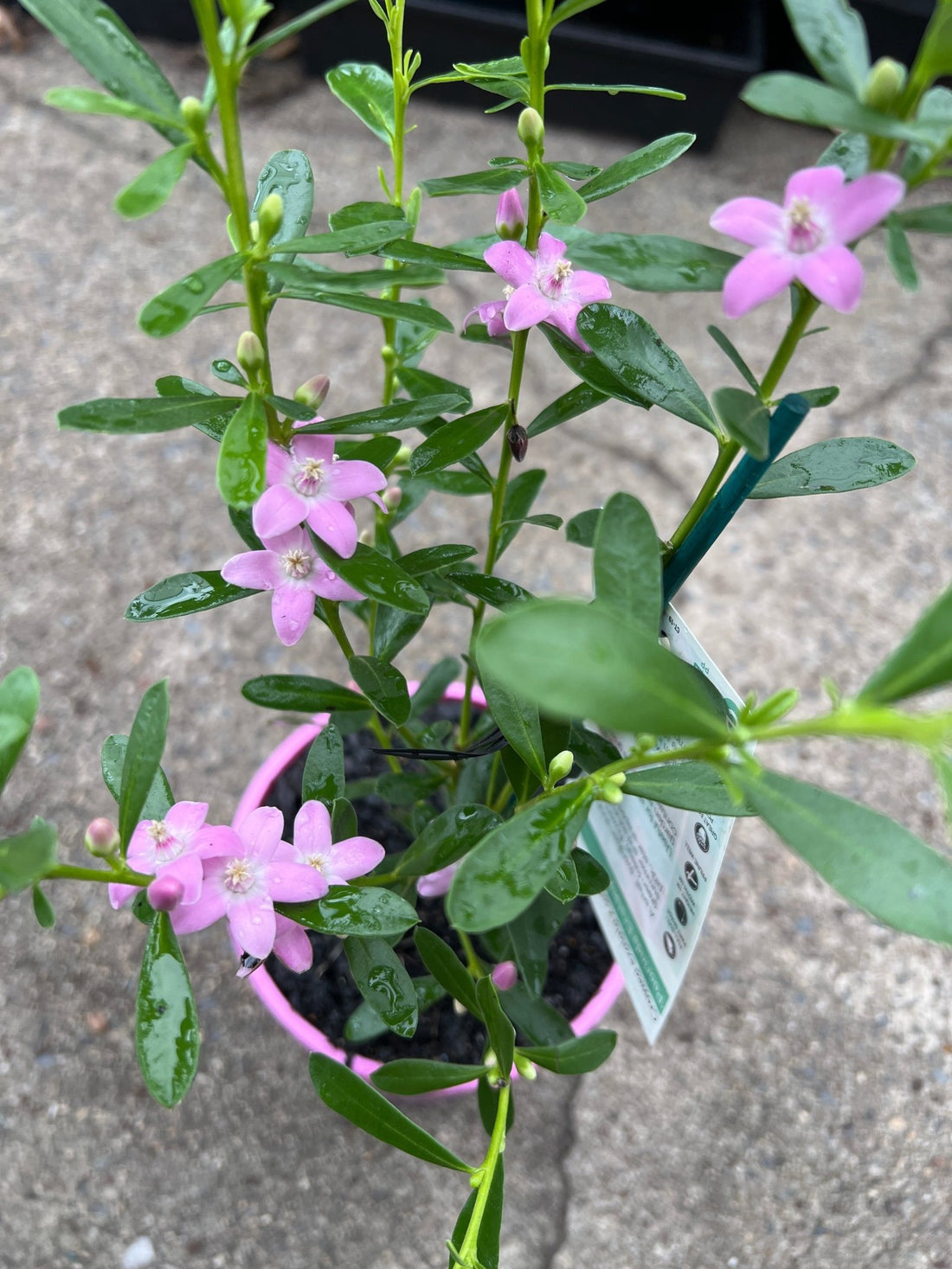 Poorinda Ecstasy (Crowea) - Ladybird Nursery
