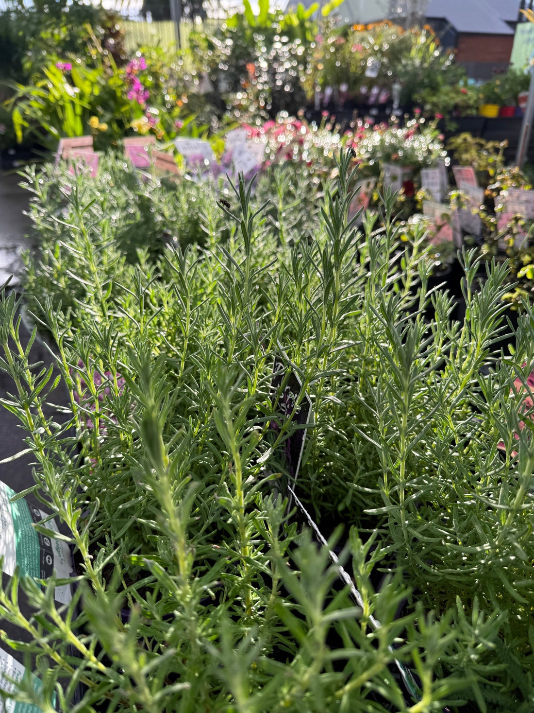 Lavender 'Purple Reign' (Lavinnova®) - Ladybird Nursery