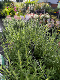 Lavender 'Purple Reign' (Lavinnova®) - Ladybird Nursery