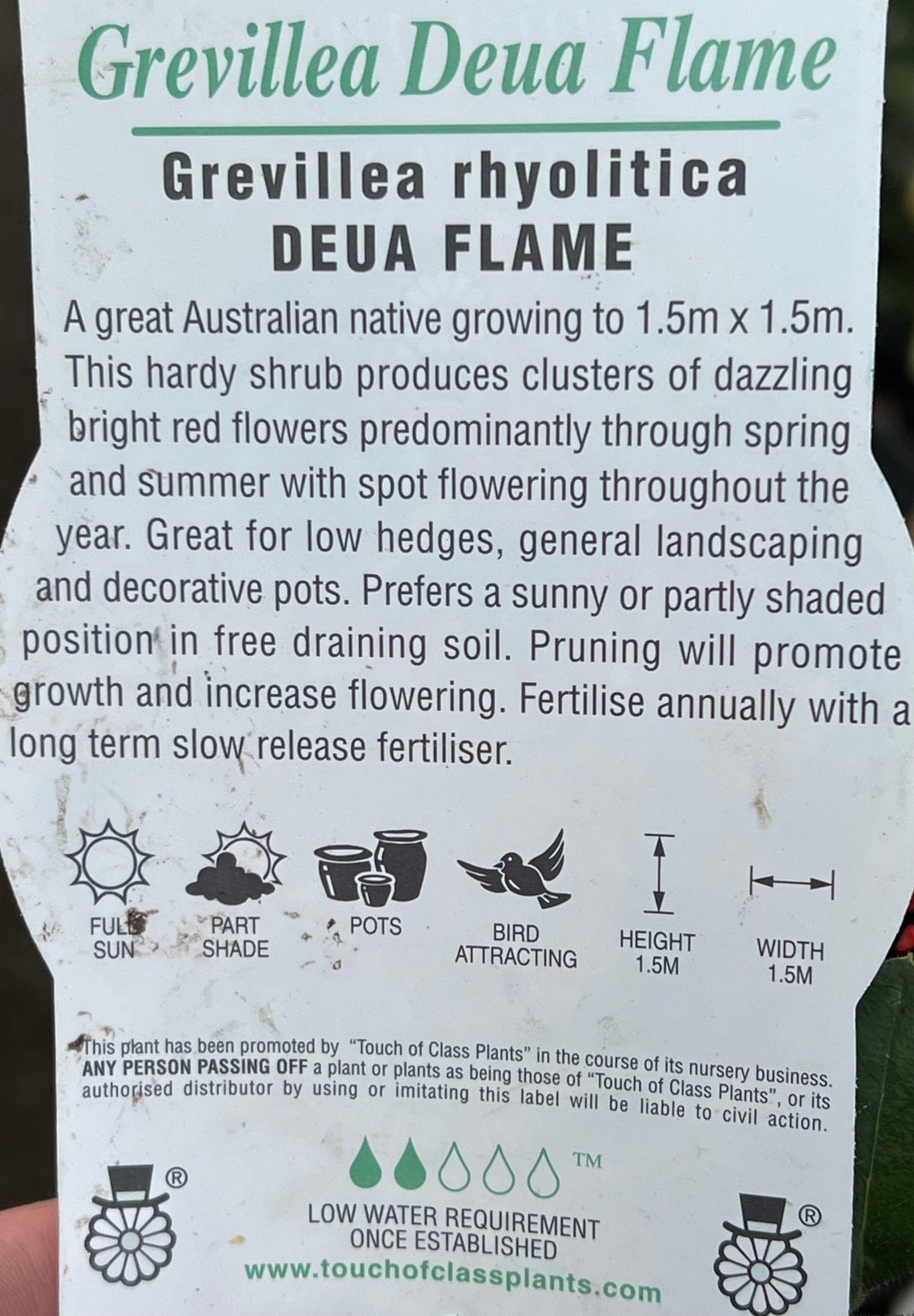 Grevillea 'Deua Flame' - Ladybird Nursery
