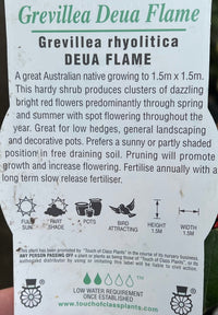 Grevillea 'Deua Flame' - Ladybird Nursery