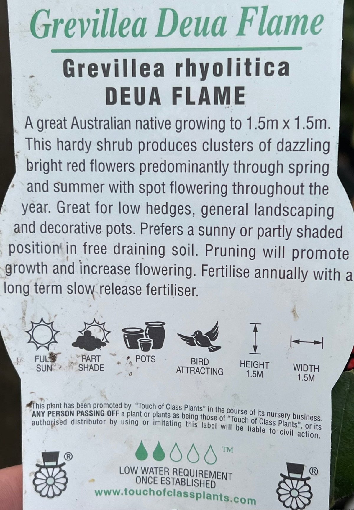 Grevillea 'Deua Flame' - Ladybird Nursery