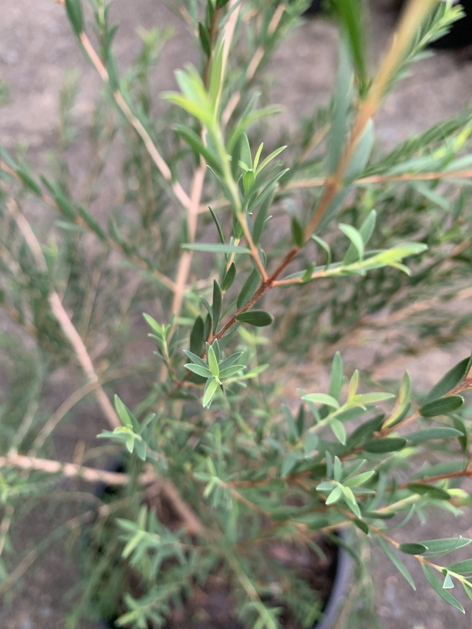 Thyme Honey Myrtle (Melaleuca thymifolia)