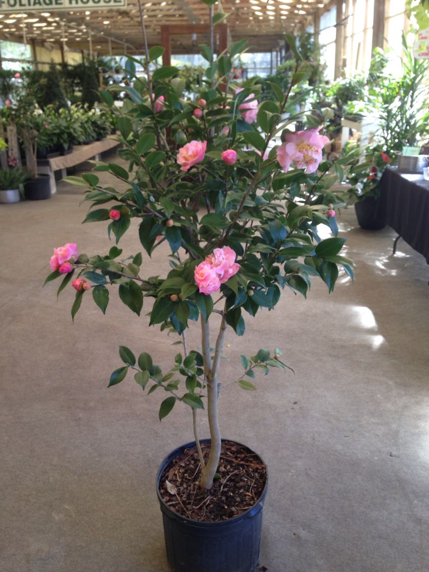 Camellia High Fragrance (Camellia)