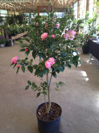 Camellia High Fragrance (Camellia) - Ladybird Nursery
