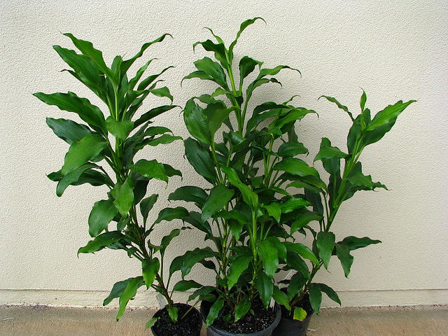 Cordyline (Cordyline murchisoniae)