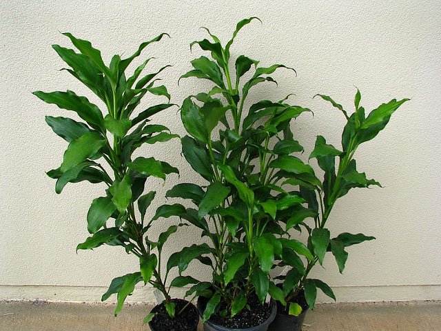 Cordyline (Cordyline murchisoniae) - Ladybird Nursery