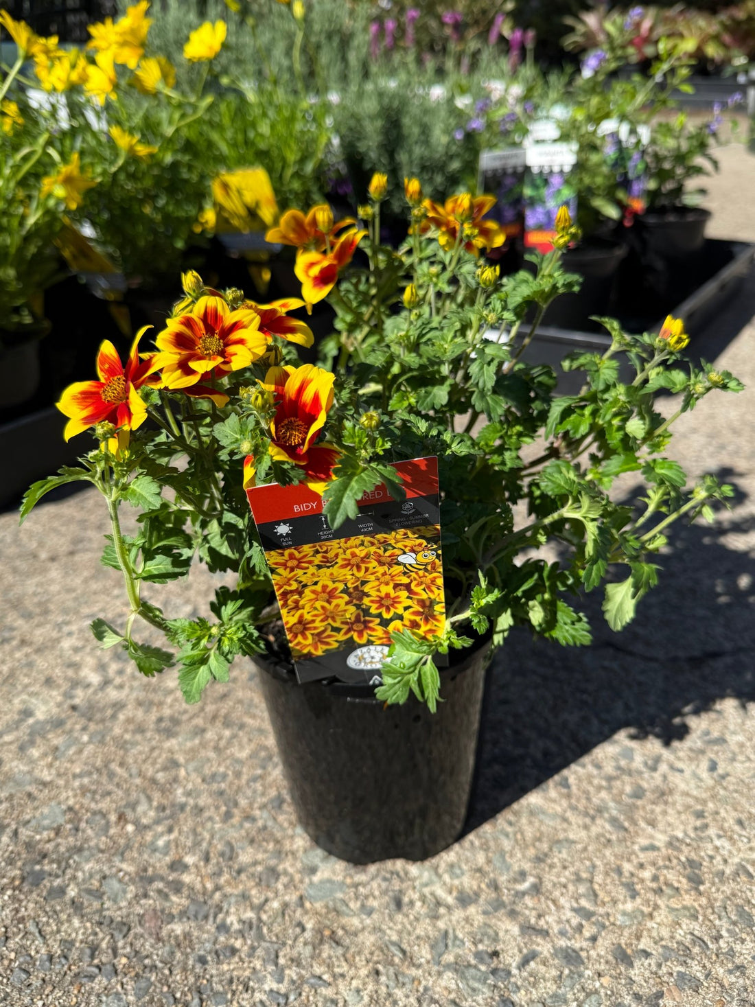Bidens ferulifolia 'Bidy Boom Red Eye' - Ladybird Nursery