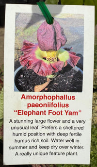 Elephant Foot Yam (Amorphophallus paeoniifolius) - Ladybird Nursery