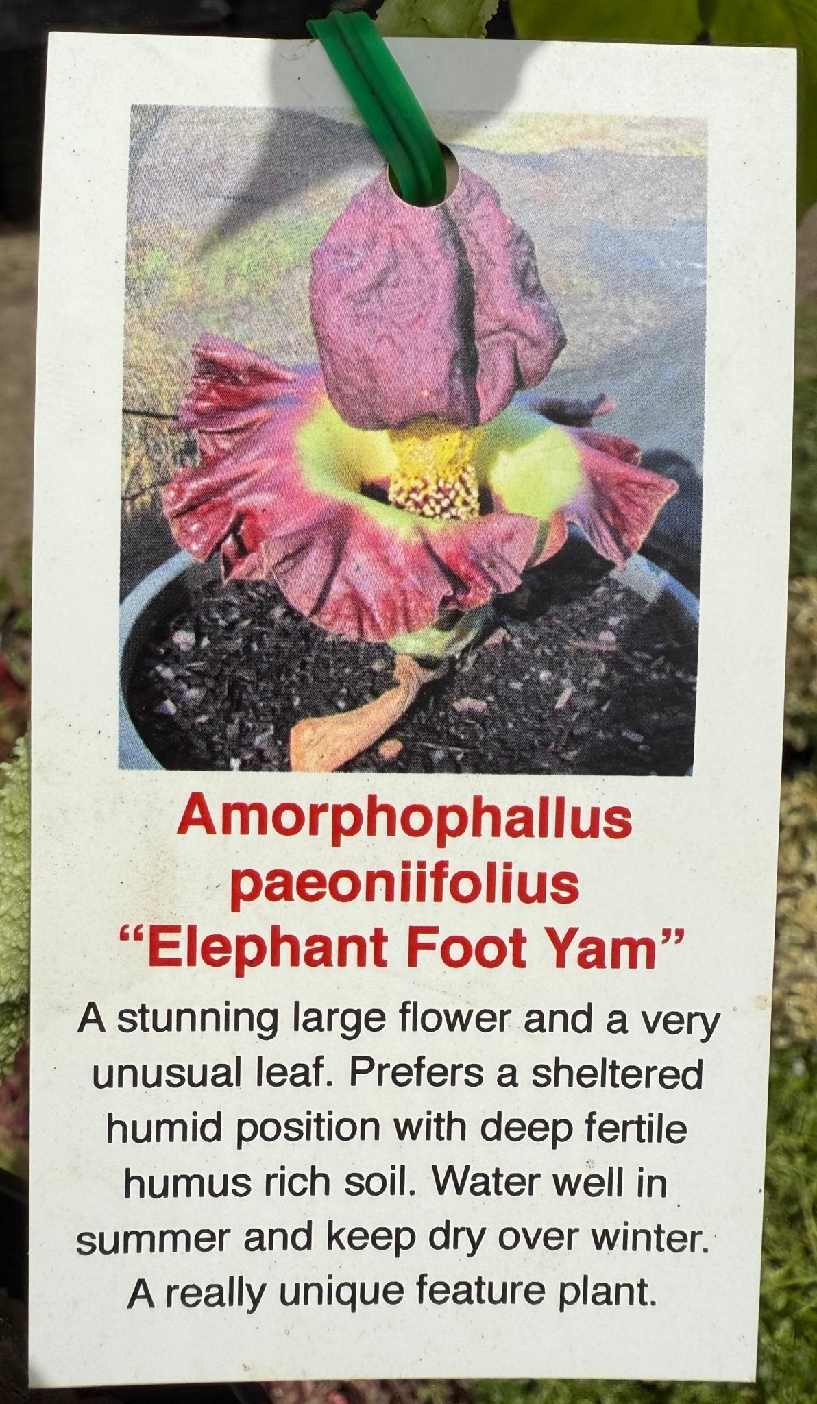 Elephant Foot Yam (Amorphophallus paeoniifolius) - Ladybird Nursery