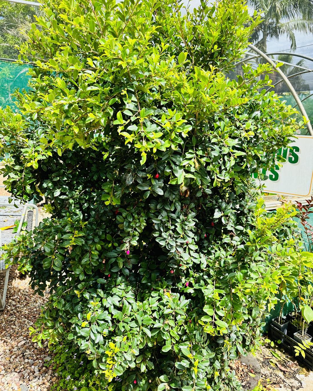 Lilly Pilly Aussie Compact (Syzygium australe)