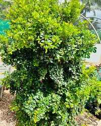 Lilly Pilly Aussie Compact (Syzygium australe)