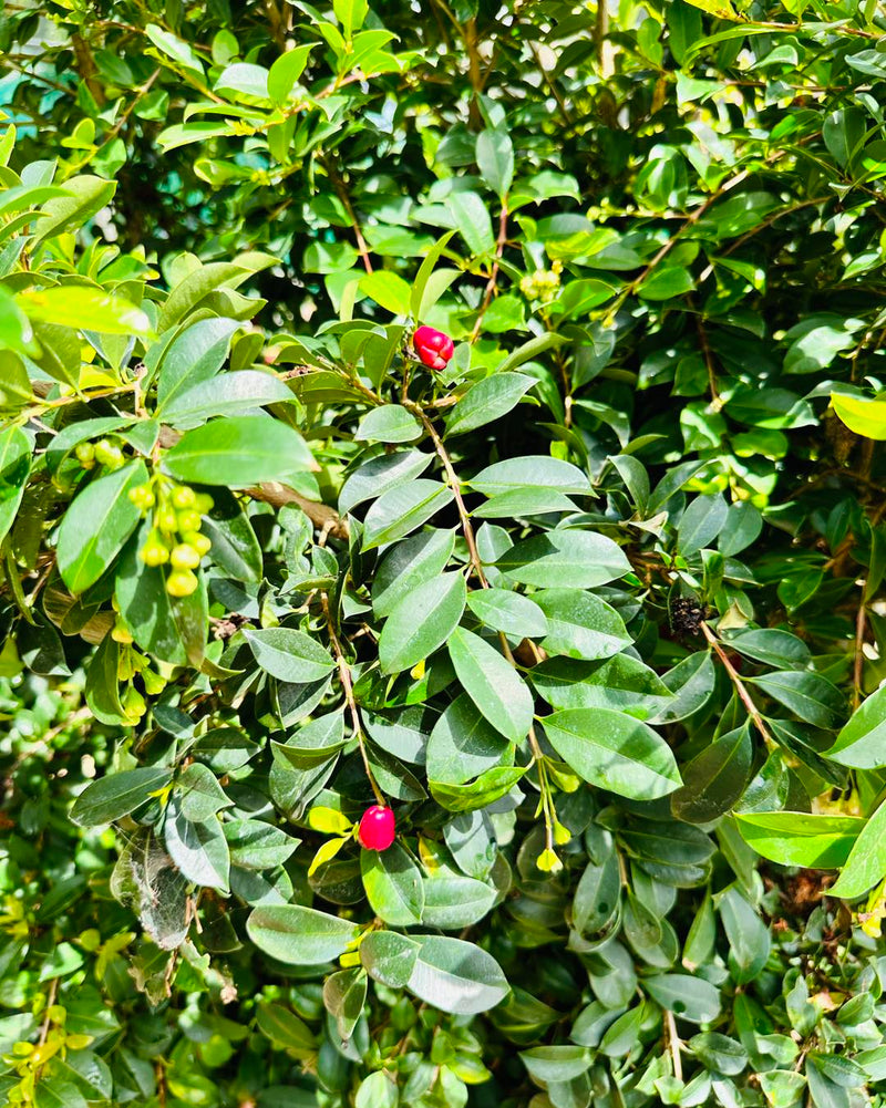 Lilly Pilly Aussie Compact (Syzygium australe)