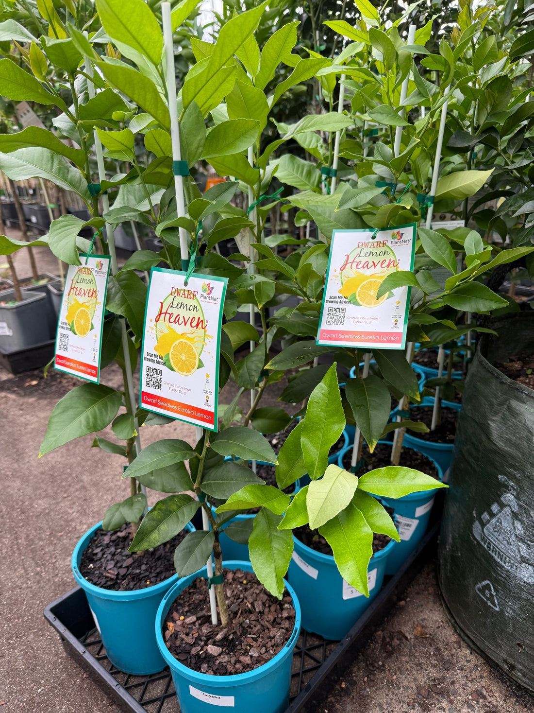 Lemon Heaven Dwarf Seedless Eureka (QLD Only) - Ladybird Nursery