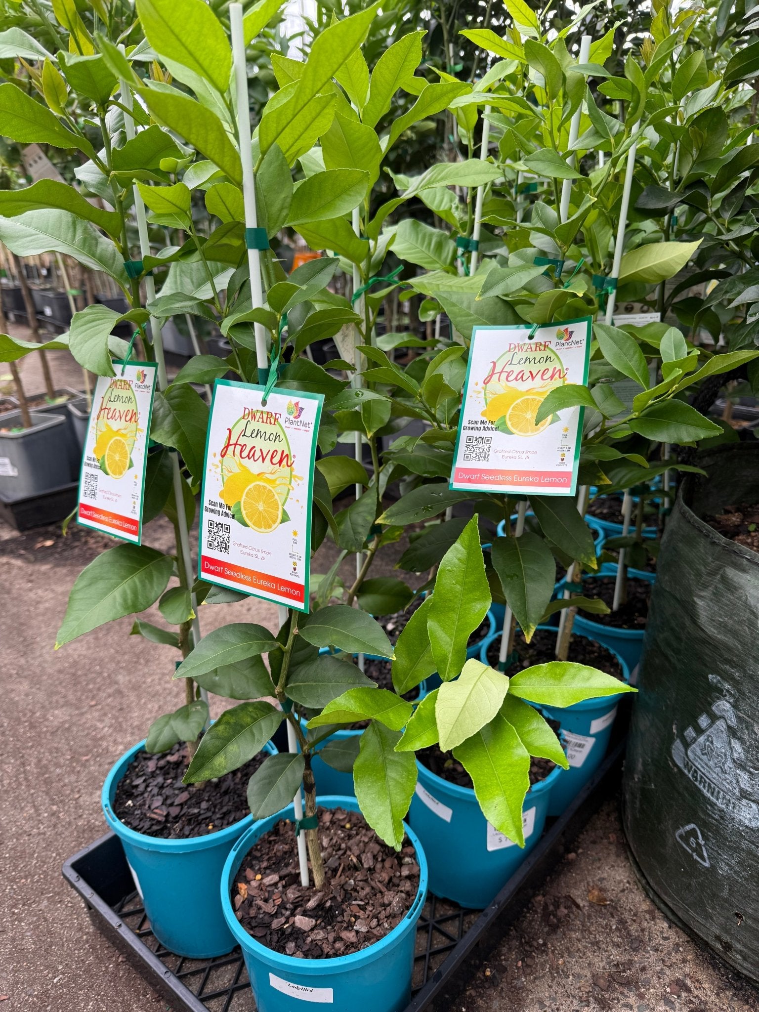 Lemon Heaven Dwarf Seedless Eureka (QLD Only) - Ladybird Nursery