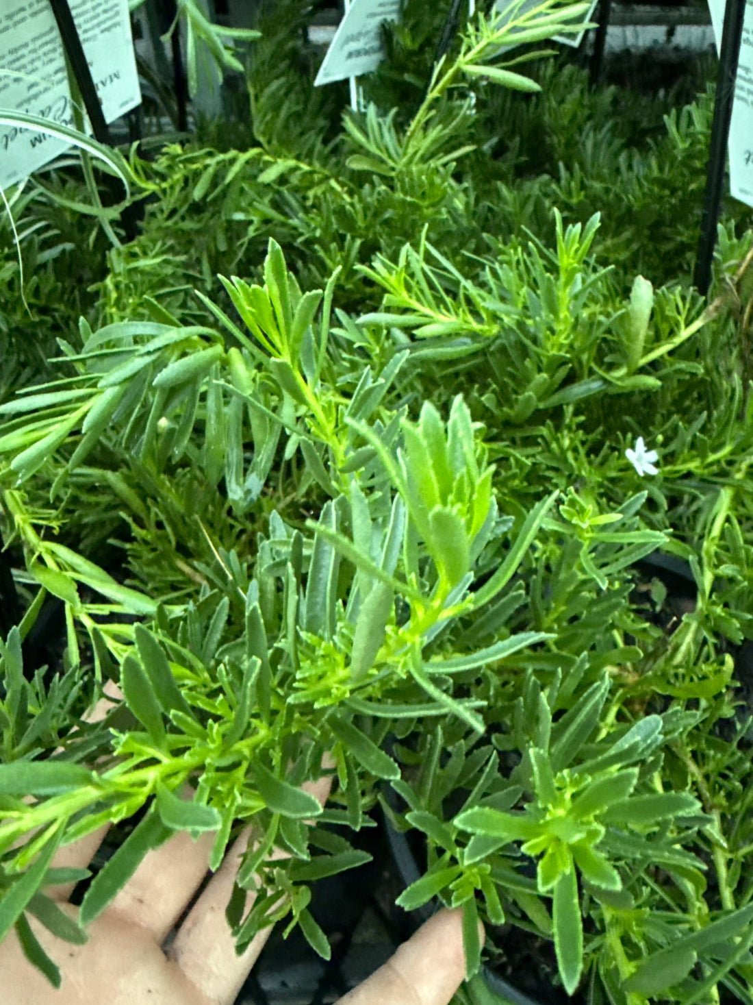 Myoporum parvifolium 'Mallee Carpet' - Ladybird Nursery