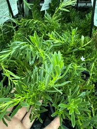 Myoporum parvifolium 'Mallee Carpet' - Ladybird Nursery