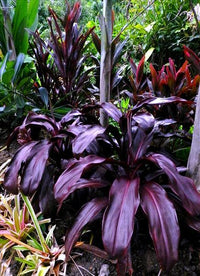 Cordyline Black Knight (Cordyline australis) - Ladybird Nursery
