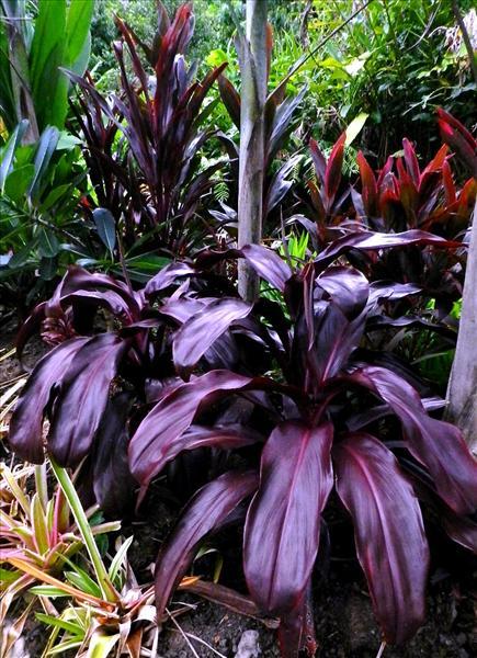 Cordyline Black Knight (Cordyline australis) - Ladybird Nursery