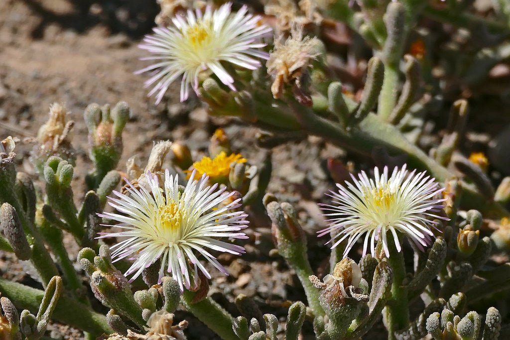 Ice Plant White (Mesembryanthemum spp.) - Ladybird Nursery