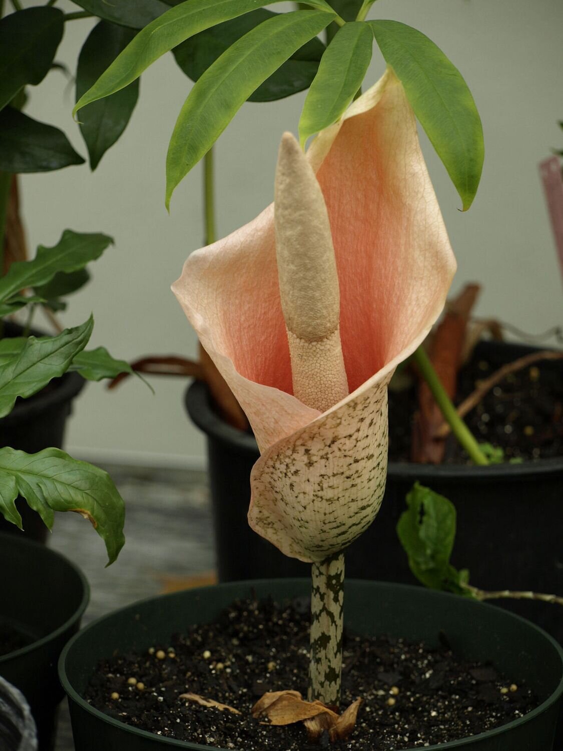 Voodoo Lily / Snake Plant (Amorphophallus bulbifer)