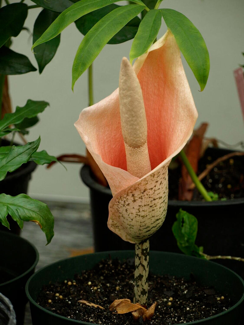 Voodoo Lily / Snake Plant (Amorphophallus bulbifer)