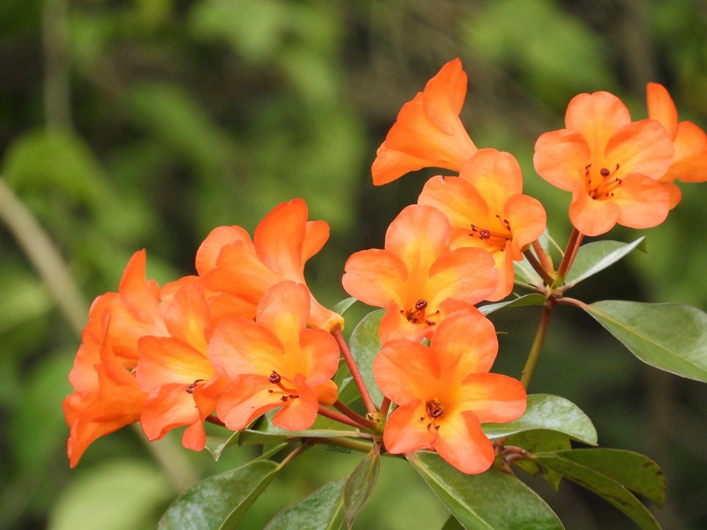 Tropical Rhododendron Saffron Queen (Vireya) - Ladybird Nursery