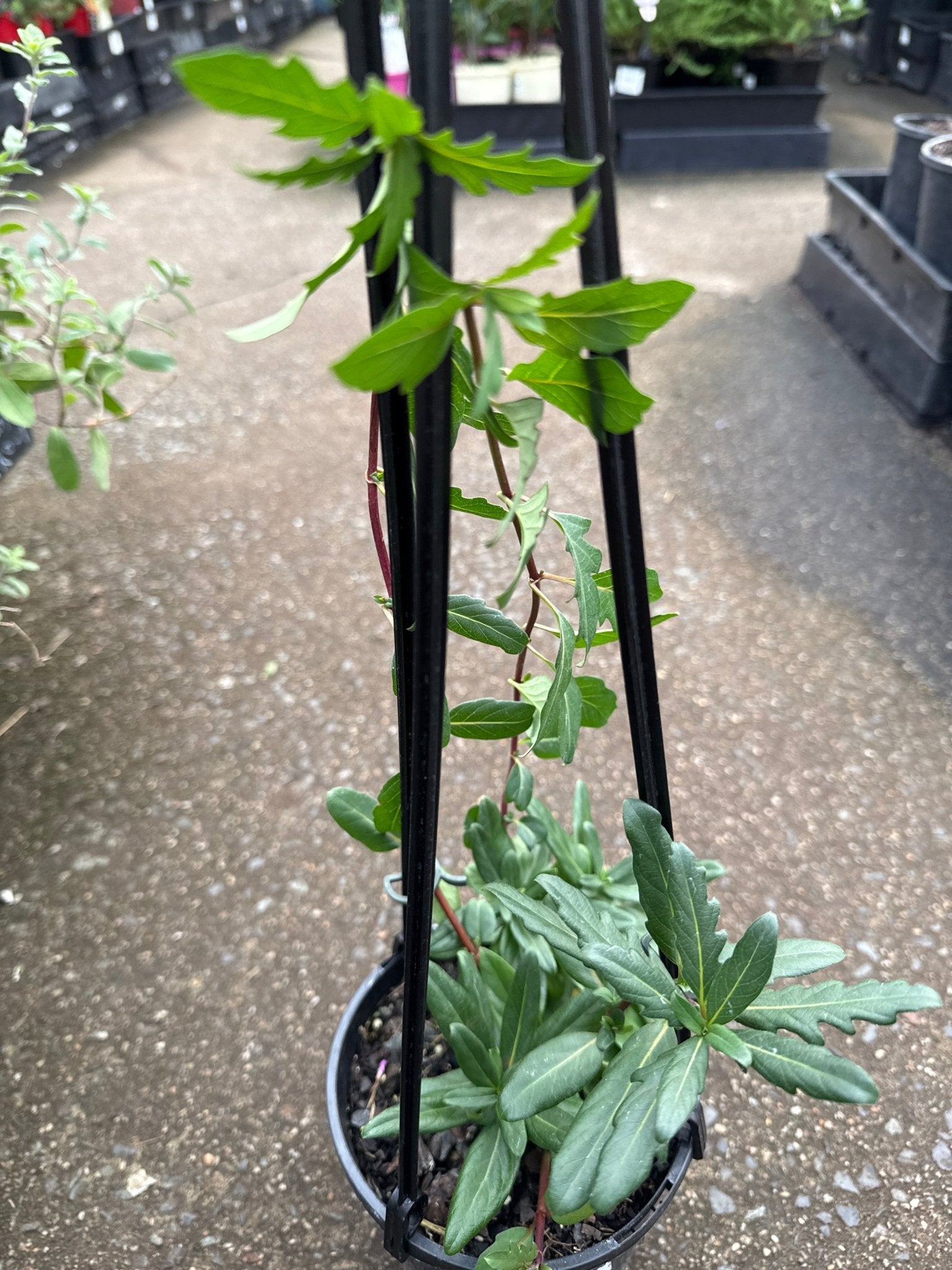 European/English Honeysuckle (Lonicera periclymenum) - Ladybird Nursery