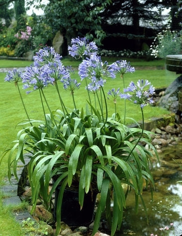 Agapanthus