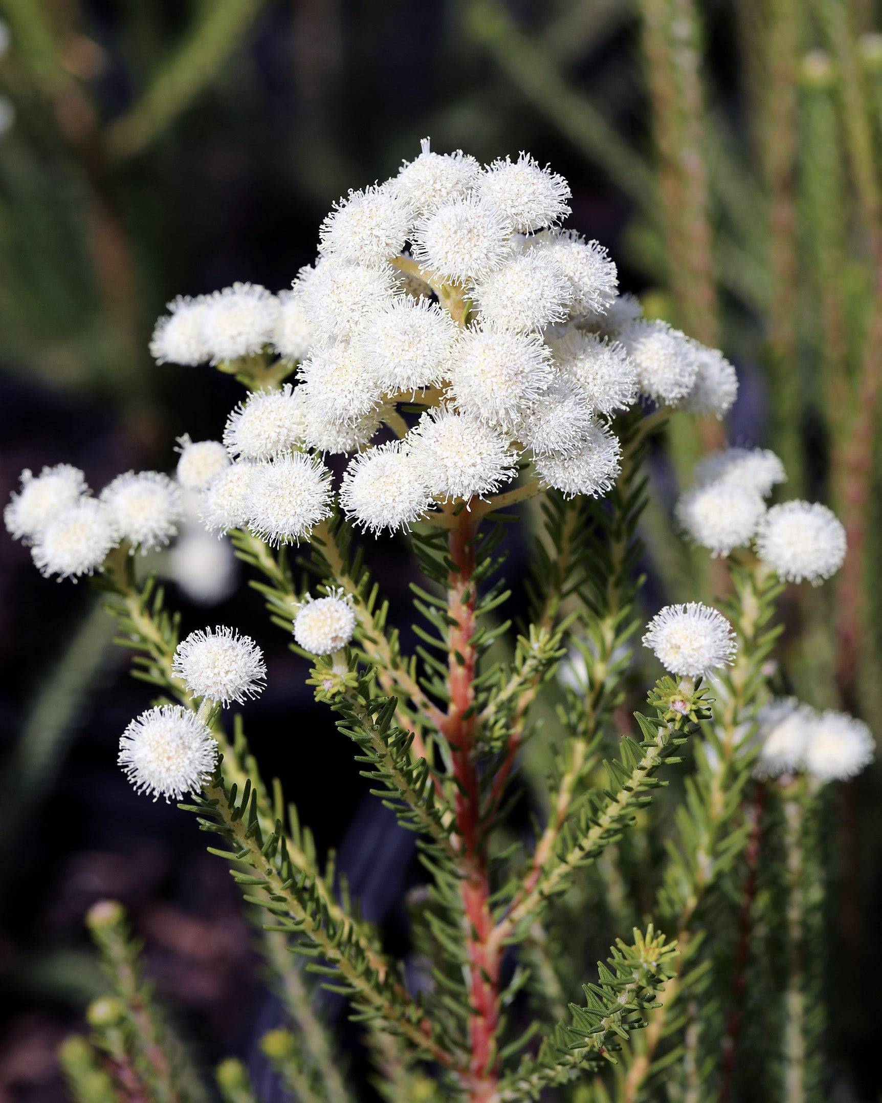 Buttonbush Rose (Berzelia rubra) - Ladybird Nursery