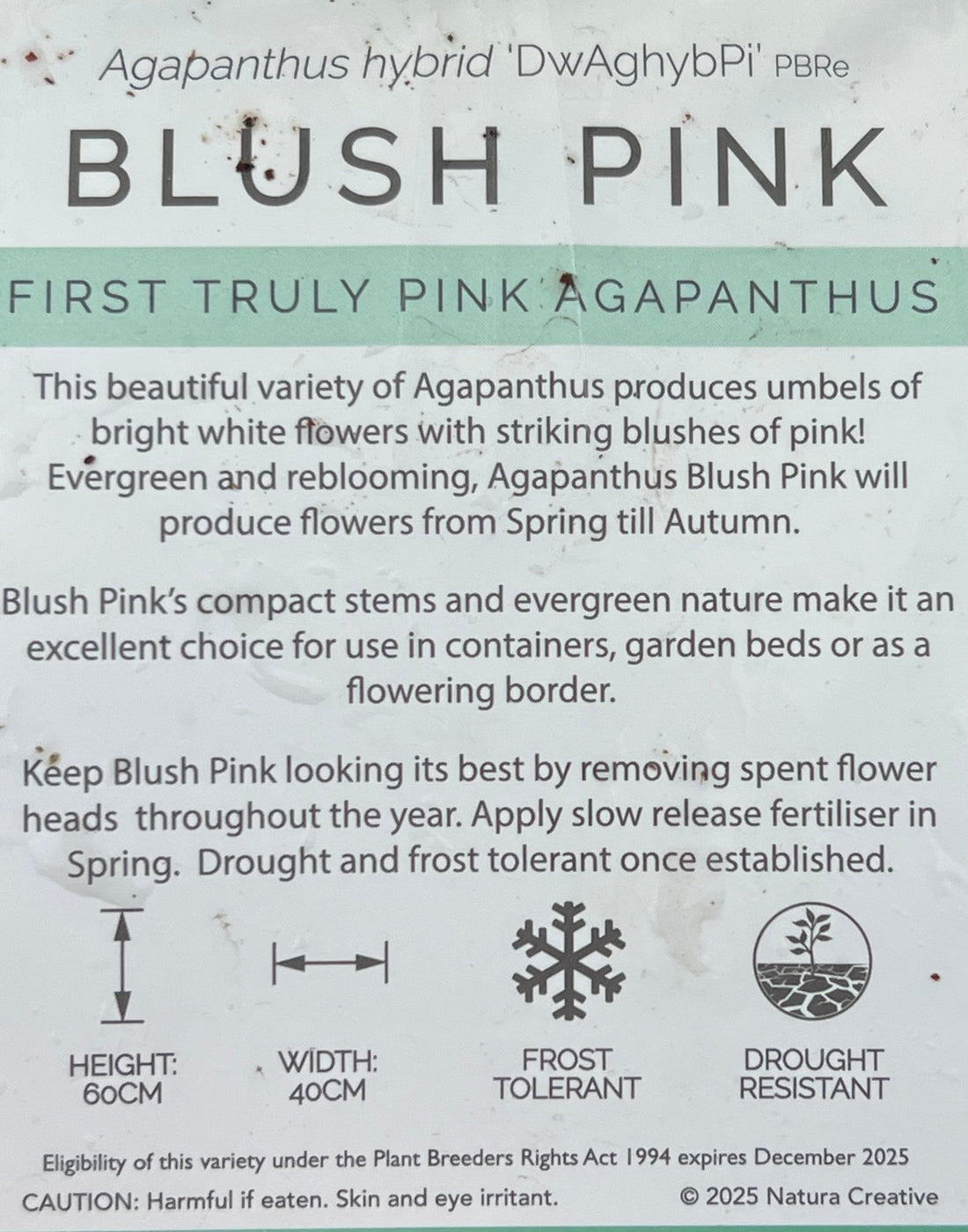 Agapanthus 'Blush Pink' - Ladybird Nursery