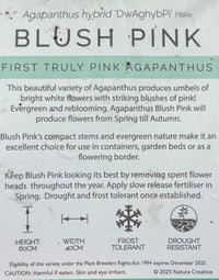 Agapanthus 'Blush Pink' - Ladybird Nursery