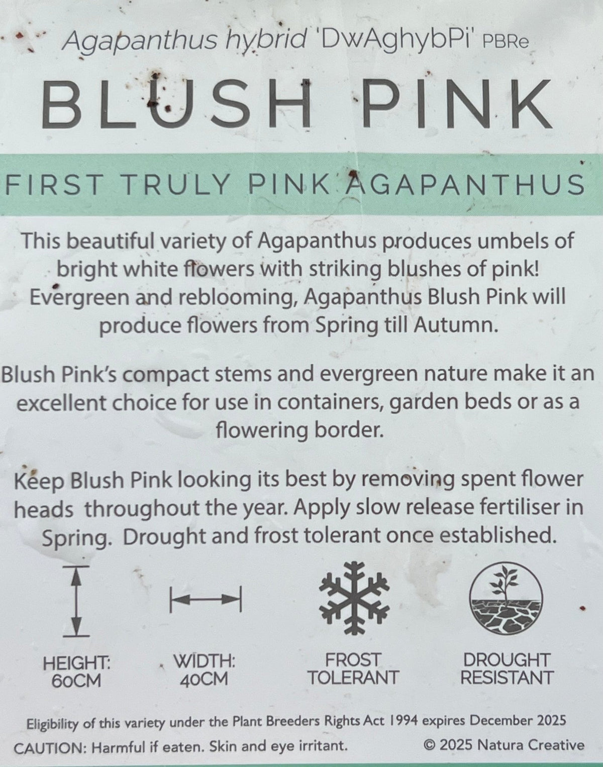 Agapanthus 'Blush Pink' - Ladybird Nursery