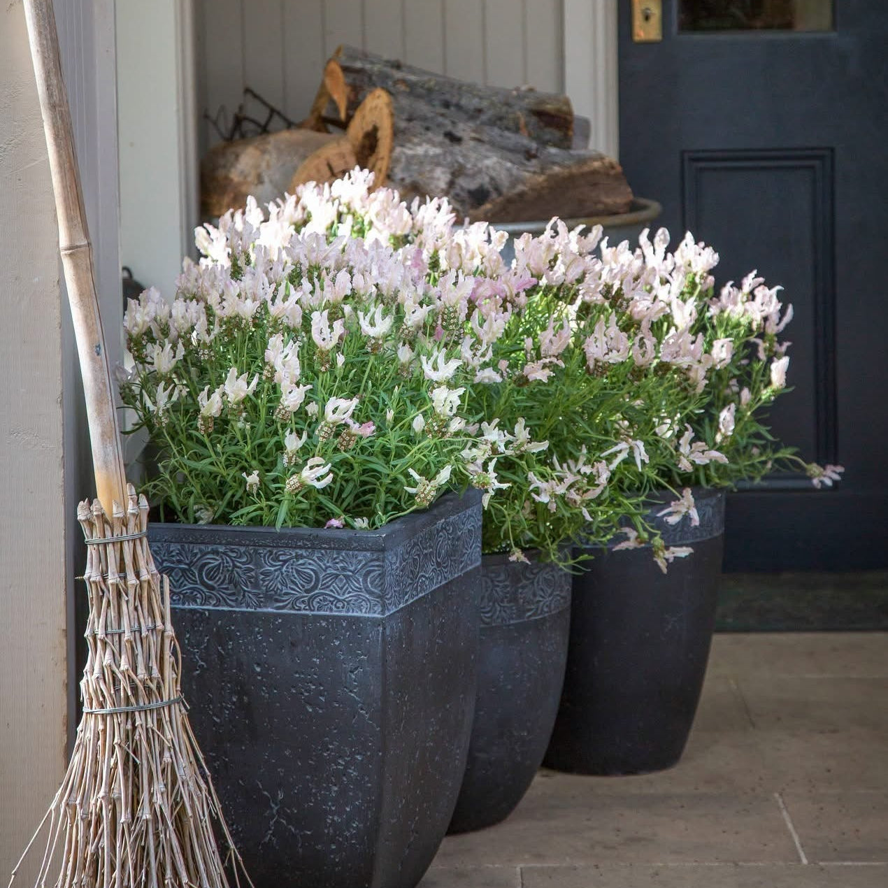 Lavender Fairy Wings ‘Whimsical’ (Lavandula pedunculata) - Ladybird Nursery
