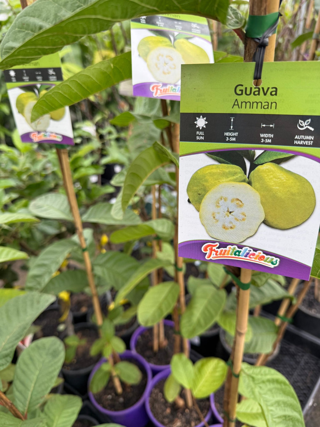 Guava 'Amman' (Psidium guajava) - Ladybird Nursery