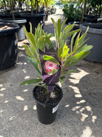 Protea 'Juliet' - Ladybird Nursery