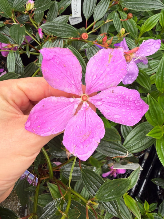 Tibouchina 'Lilac Time' - Ladybird Nursery