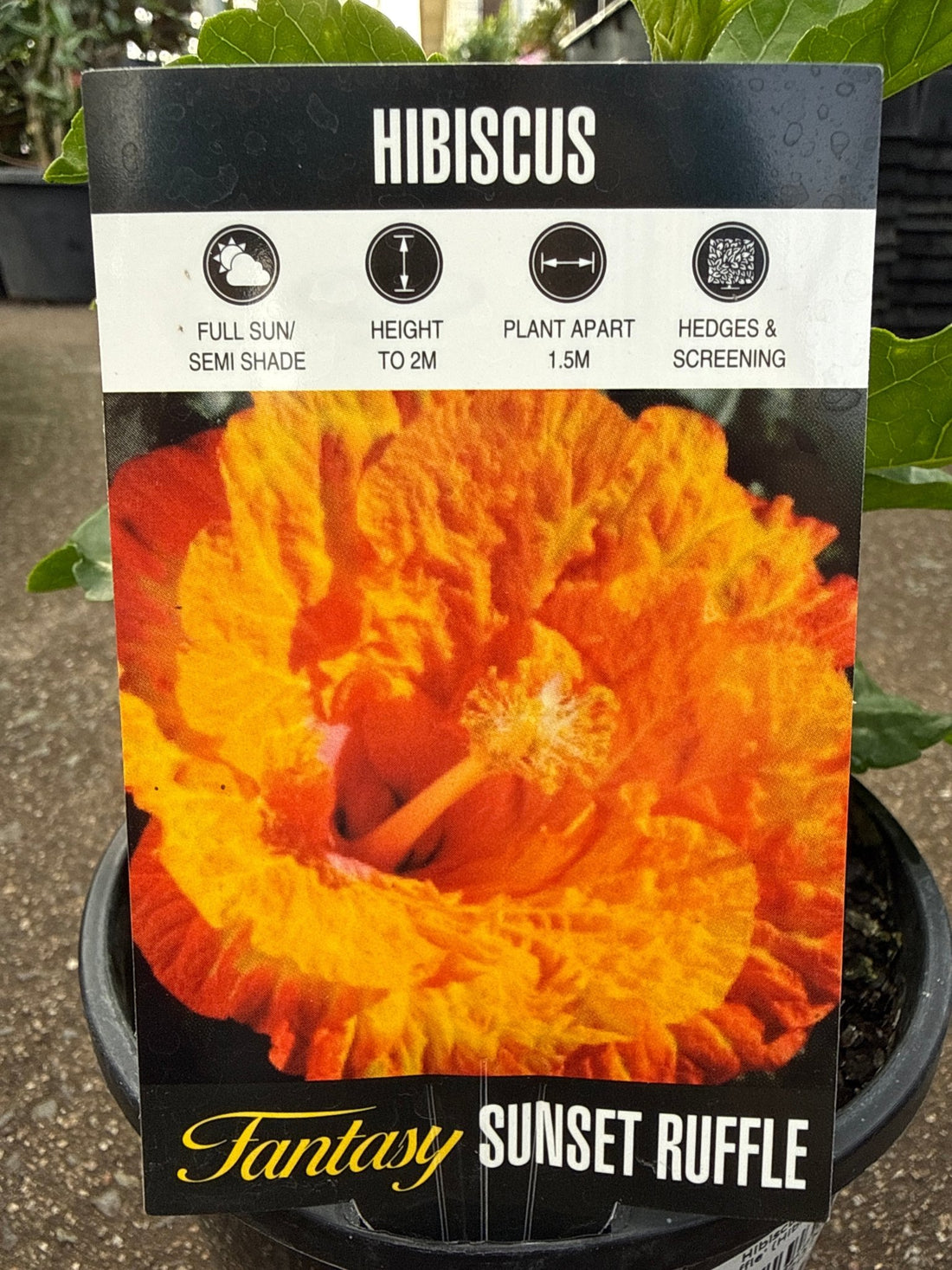 Hibiscus 'Fantasy Sunset Ruffle' (Hibiscus rosa-sinensis) - Ladybird Nursery