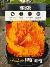 Hibiscus 'Fantasy Sunset Ruffle' (Hibiscus rosa-sinensis) - Ladybird Nursery