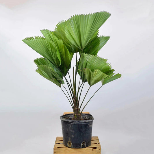 Ruffled Fan Palm (Licuala grandis) 300mm (PICKUP ONLY) - Ladybird Nursery