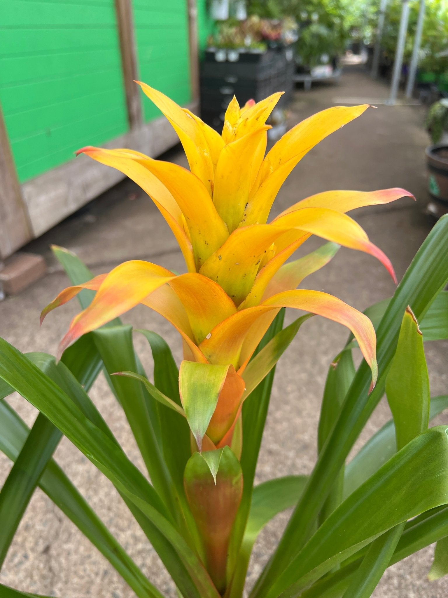 Guzmania spp. Yellow Bromeliad - Ladybird Nursery