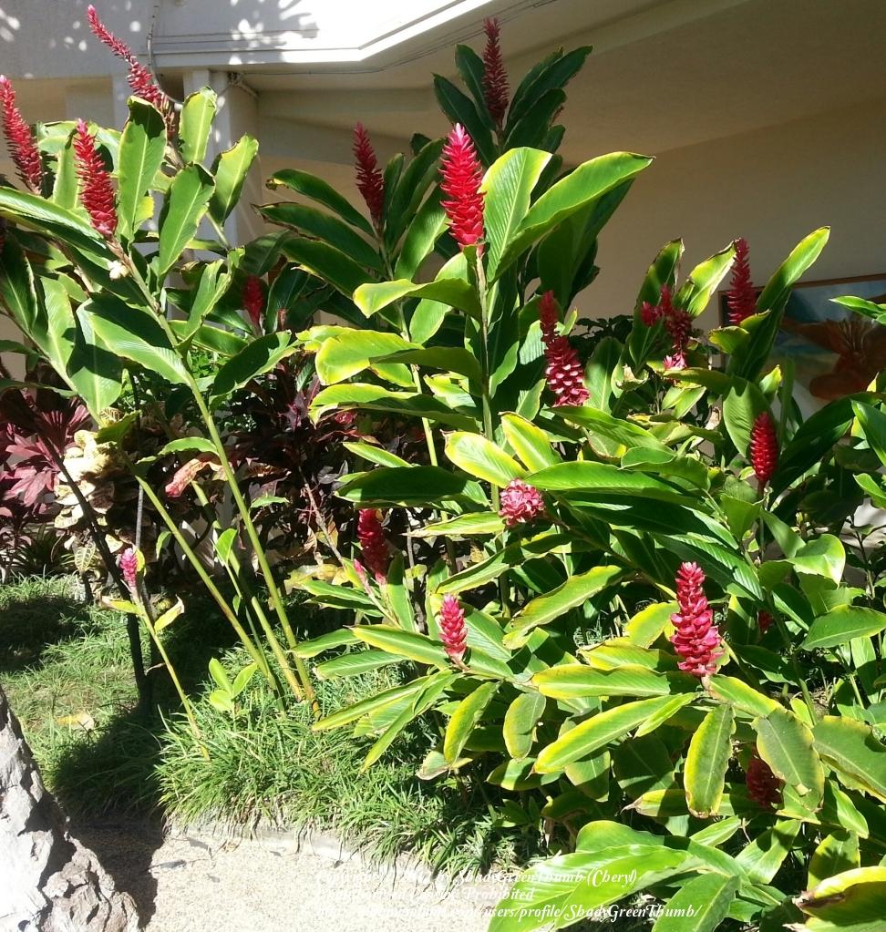 Spiral Ginger (Costus barbatus)