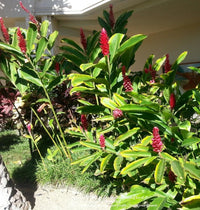 Spiral Ginger (Costus barbatus) - Ladybird Nursery