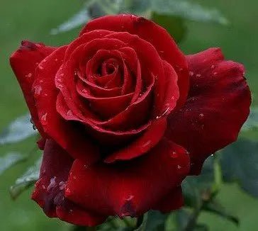 Rose Camp David (Rosa) - Ladybird Nursery
