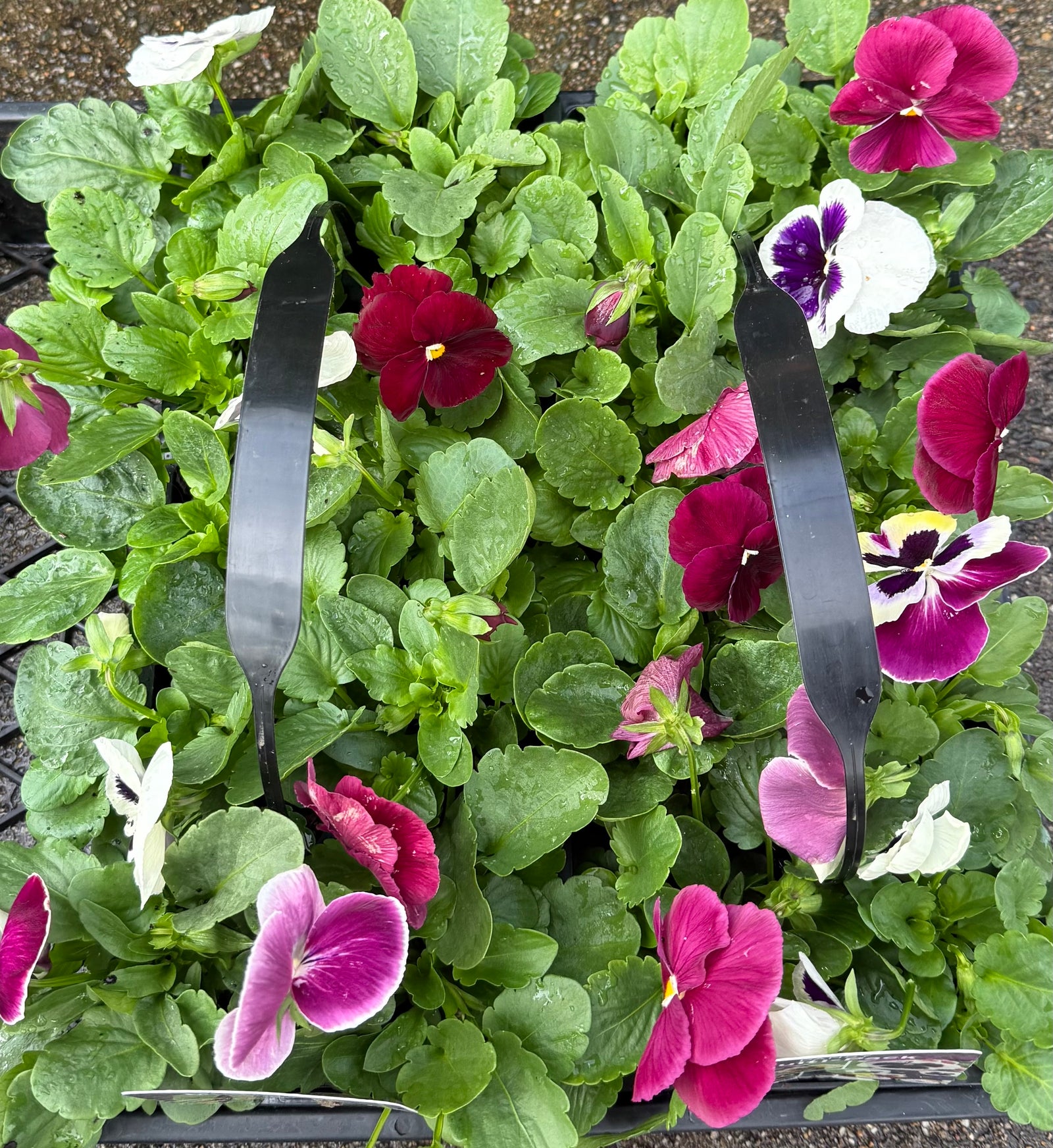Pansy (Viola x Wittrockiana) Mixed 10 Cell (PICK UP ONLY)